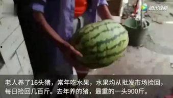 来啊吃瓜完整视频,一场网络热传视频的幕后故事