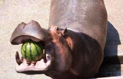 河马吃瓜的搞笑视频大全