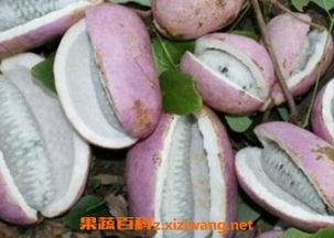 男人吃八月瓜视频,男人品尝后的独特体验分享